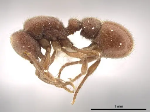 Proceratium micrommatum specimen CASENT0635698 image casent0635698_3