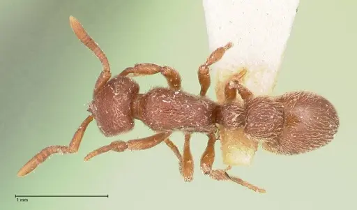 Proceratium micrommatum specimen FOCOL0932 image focol0932_1