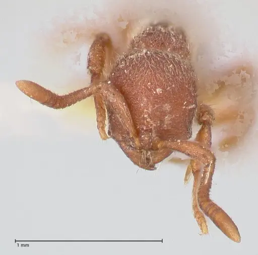 Proceratium micrommatum specimen FOCOL0932 image focol0932_2