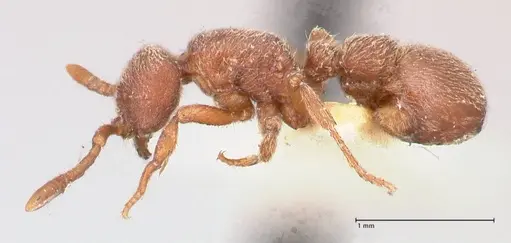 Proceratium micrommatum specimen FOCOL0932 image focol0932_3