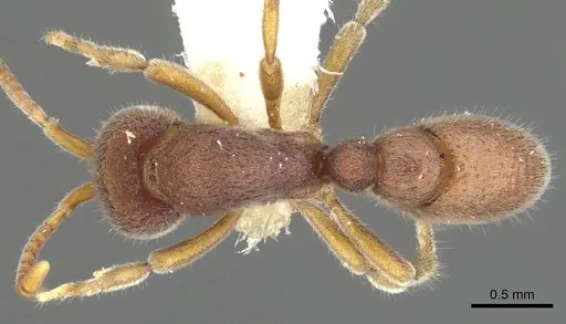 Proceratium microsculptum specimen CASENT0902415 image casent0902415_1