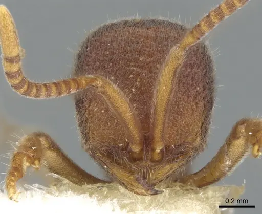 Proceratium microsculptum specimen CASENT0902415 image casent0902415_2