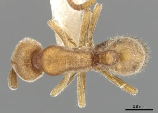 Proceratium morisitai specimen CASENT0902412 image casent0902412_1