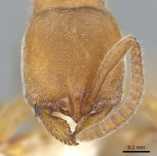 Proceratium morisitai specimen CASENT0902412 image casent0902412_2