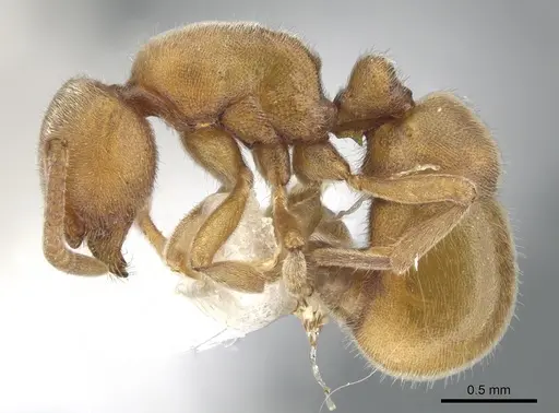 Proceratium morisitai specimen CASENT0902412 image casent0902412_3