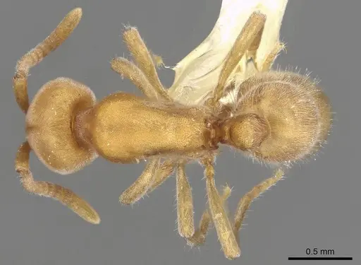 Proceratium morisitai specimen CASENT0915313 image casent0915313_1