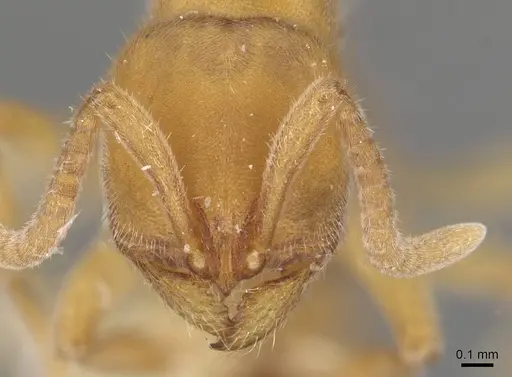 Proceratium morisitai specimen CASENT0915313 image casent0915313_2