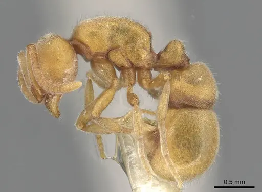 Proceratium morisitai specimen CASENT0915313 image casent0915313_3