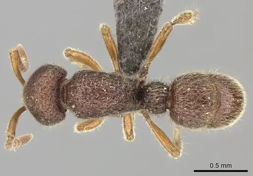 Proceratium nilo specimen CASENT0235688 image casent0235688_1