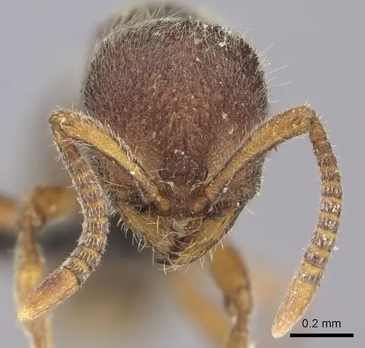 Proceratium nilo specimen CASENT0235688 image casent0235688_2