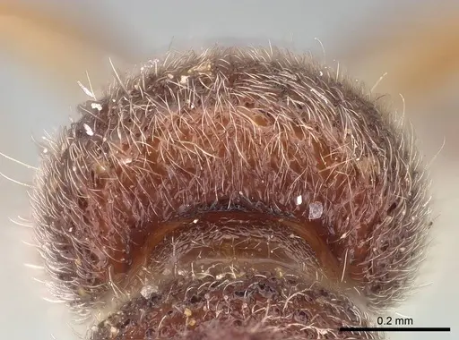 Proceratium nilo specimen CASENT0235688 image casent0235688_3