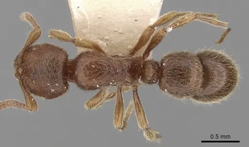 Proceratium numidicum specimen CASENT0281855 image casent0281855_1