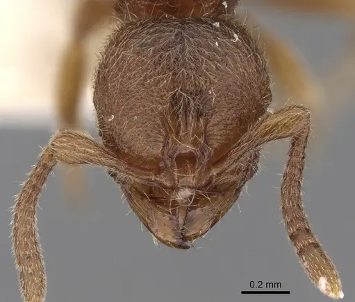 Proceratium numidicum specimen CASENT0281855 image casent0281855_2