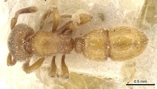 Proceratium numidicum specimen CASENT0915314 image casent0915314_1