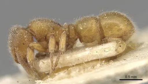 Proceratium numidicum specimen CASENT0915314 image casent0915314_3