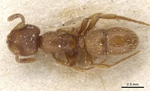 Proceratium numidicum specimen CASENT0915315 image casent0915315_1