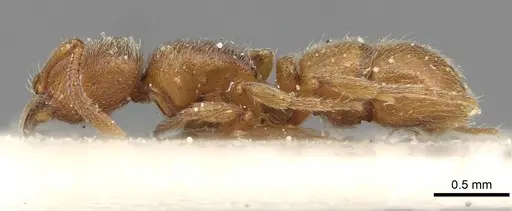Proceratium numidicum specimen CASENT0915315 image casent0915315_3