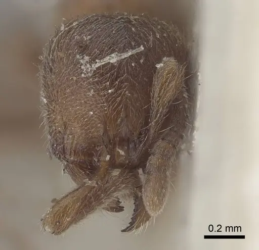 Proceratium numidicum specimen CASENT0916807 image casent0916807_2