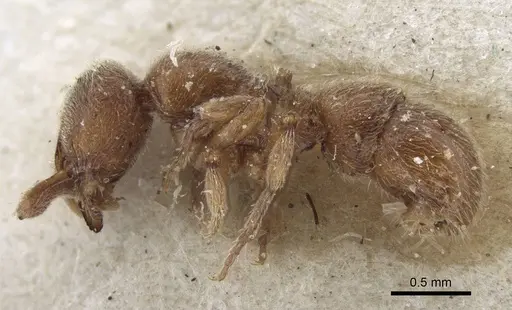 Proceratium numidicum specimen CASENT0916807 image casent0916807_4