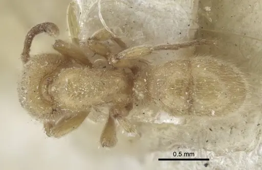 Proceratium numidicum specimen CASENT0916808 image casent0916808_1