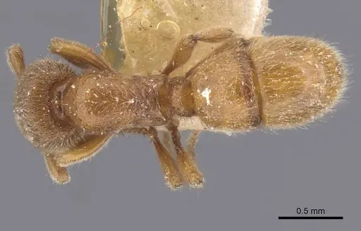 Proceratium numidicum specimen RMCAENT000017722 image rmcaent000017722_1