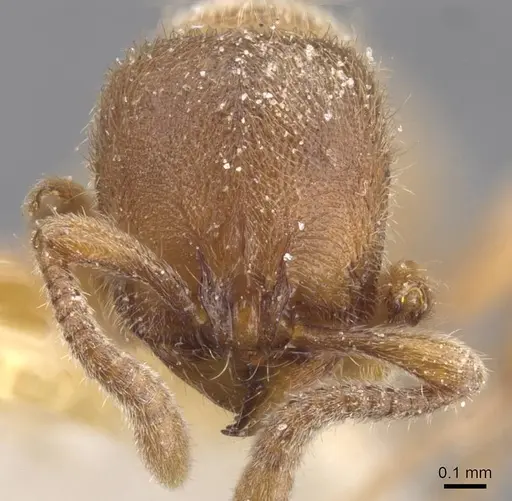Proceratium numidicum specimen RMCAENT000017722 image rmcaent000017722_2