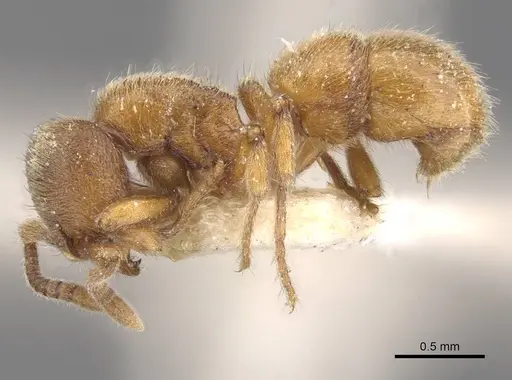 Proceratium numidicum specimen RMCAENT000017722 image rmcaent000017722_3