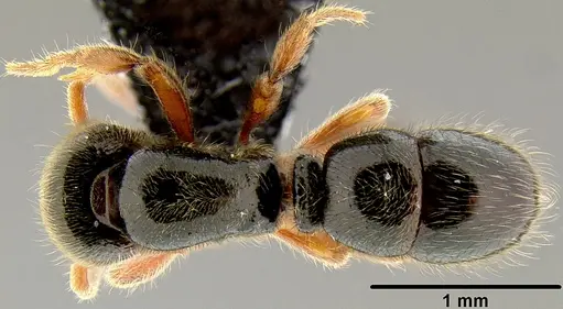 Proceratium oceanicum specimen CASENT0171053 image casent0171053_1