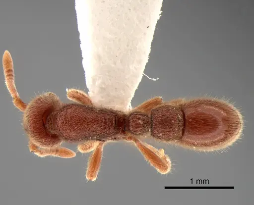 Proceratium panamense specimen CASENT0882108 image casent0882108_1