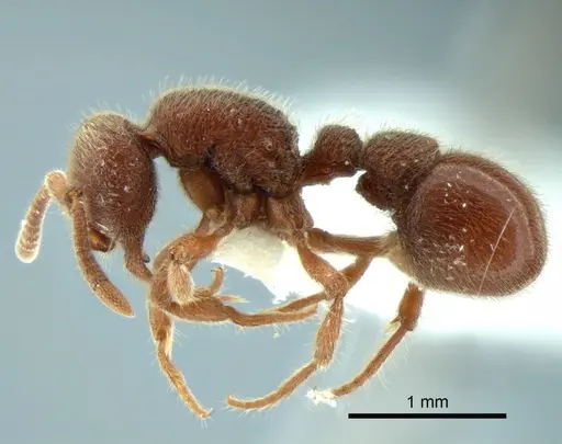 Proceratium panamense specimen CASENT0882108 image casent0882108_3