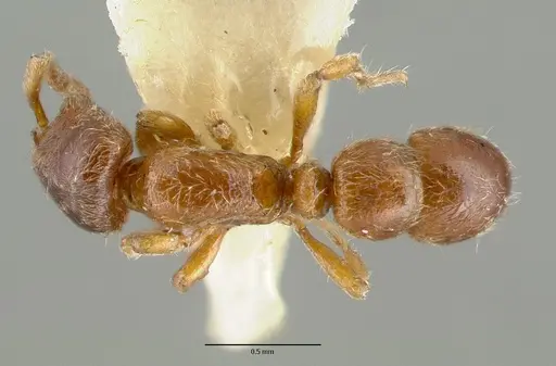 Proceratium papuanum specimen CASTYPE06965 image castype06965_1