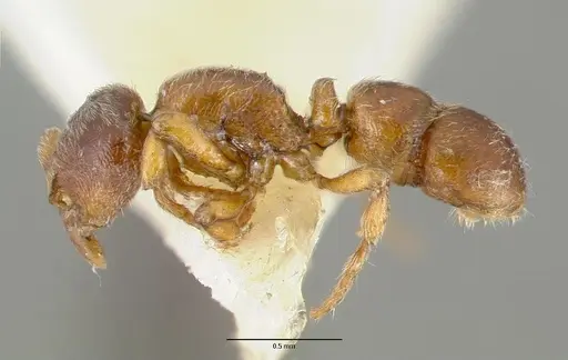 Proceratium papuanum specimen CASTYPE06965 image castype06965_3