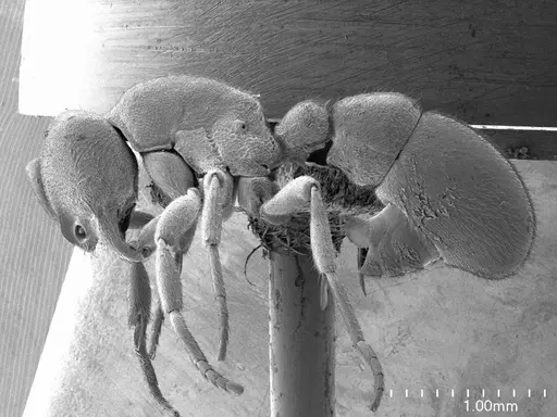 Proceratium pergandei specimen ANTWEB1008584 image antweb1008584_3