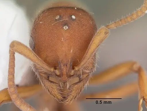 Proceratium pergandei specimen CASENT0103837 image casent0103837_2