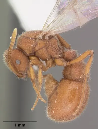 Proceratium pergandei specimen CASENT0103837 image casent0103837_3