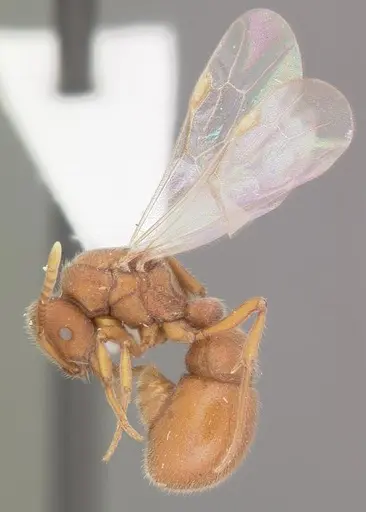 Proceratium pergandei specimen CASENT0103837 image casent0103837_4