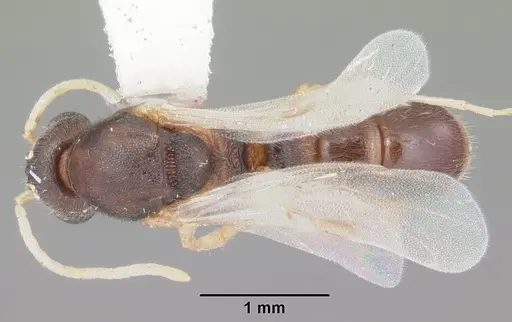 Proceratium pergandei specimen CASENT0104444 image casent0104444_1