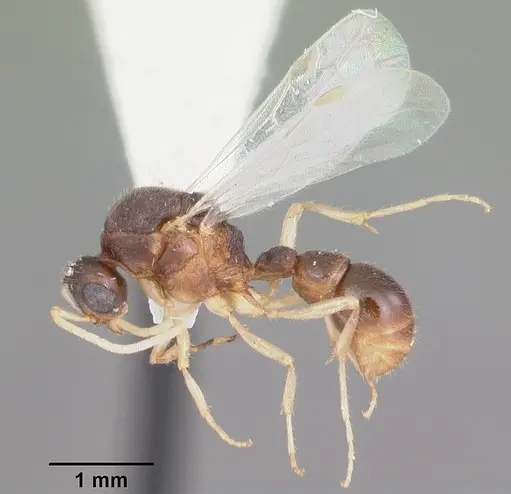 Proceratium pergandei specimen CASENT0104444 image casent0104444_4