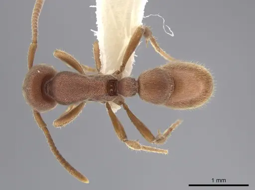 Proceratium pergandei specimen CASENT0643057 image casent0643057_1