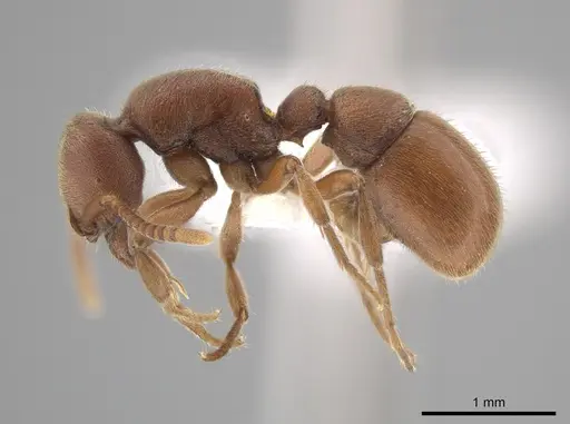 Proceratium pergandei specimen CASENT0643057 image casent0643057_3