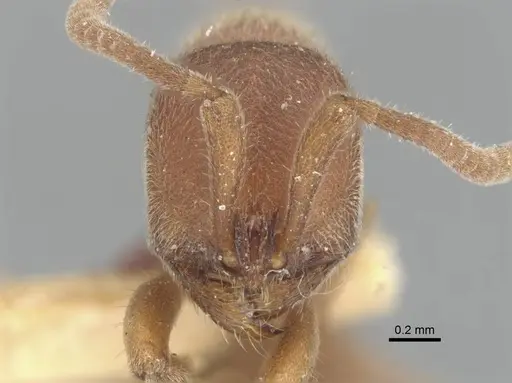 Proceratium pergandei specimen CASENT0903855 image casent0903855_2