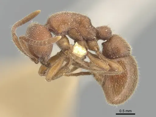 Proceratium pergandei specimen CASENT0903855 image casent0903855_3