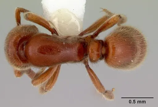 Proceratium politum specimen CASENT0172113 image casent0172113_1
