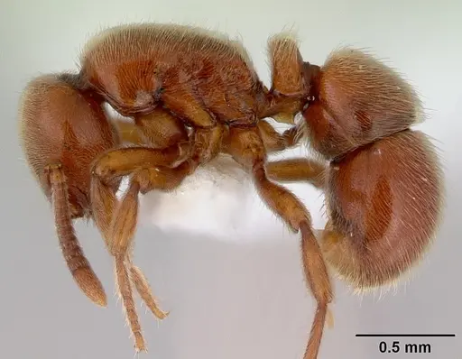 Proceratium politum specimen CASENT0172113 image casent0172113_3