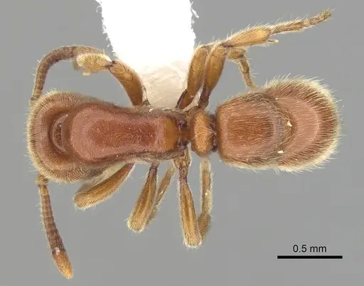 Proceratium politum specimen CASENT0249262 image casent0249262_1