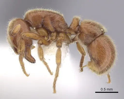 Proceratium politum specimen CASENT0249262 image casent0249262_3