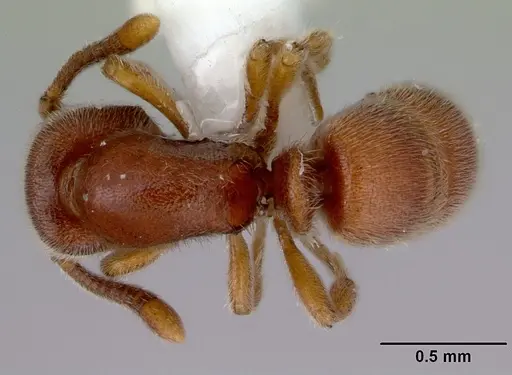 Proceratium pumilio specimen CASENT0172127 image casent0172127_1