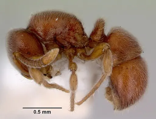 Proceratium pumilio specimen CASENT0172127 image casent0172127_3