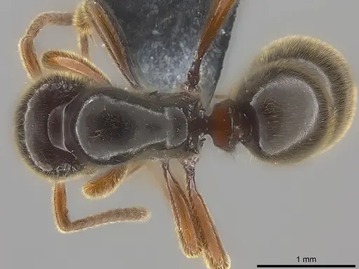 Proceratium relictum specimen CASENT0194740 image casent0194740_1