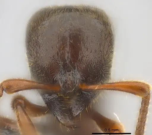 Proceratium relictum specimen CASENT0194740 image casent0194740_2